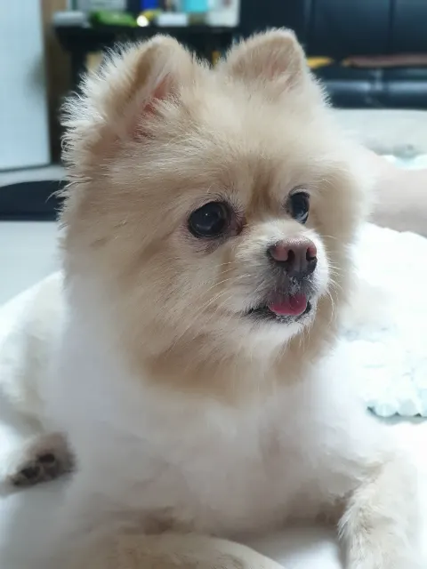 귤이의 추모 사진