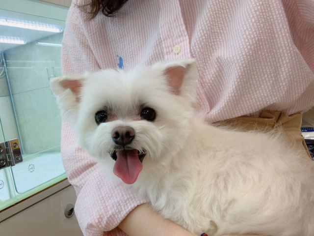 웅이❤️의 추모 사진