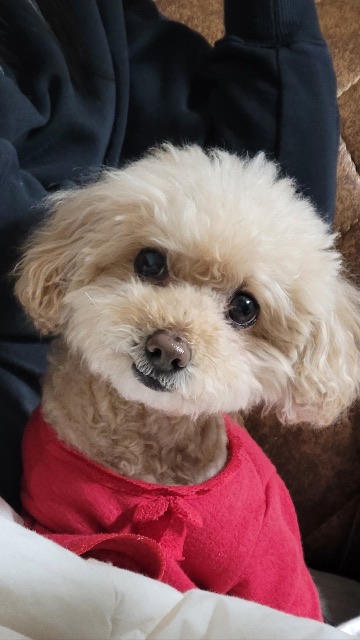 보리❤️의 추모 사진