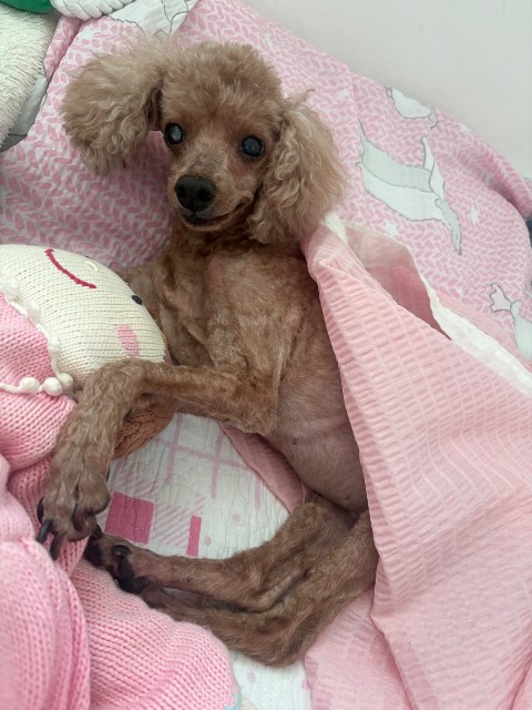 초롱이의 추모 사진