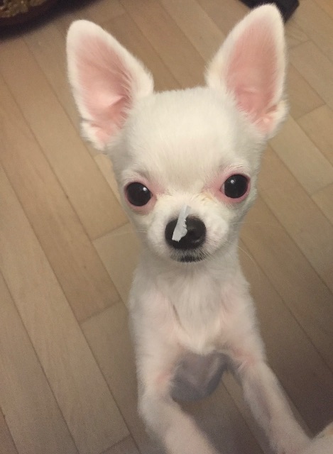 루이❤️의 추모 사진