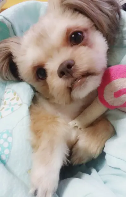 하늘이의 추모 사진