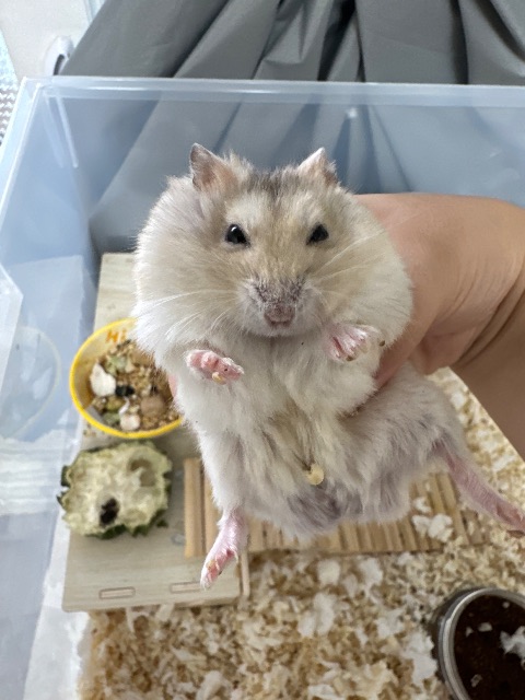 토리의 추모 사진