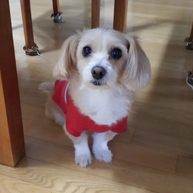 예삐의 추모 사진