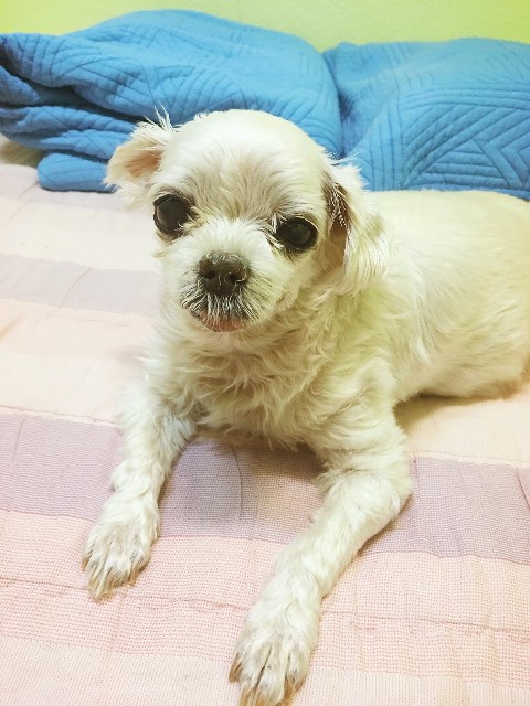 쫑이의 추모 사진