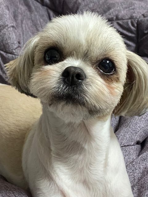 마루의 추모 사진