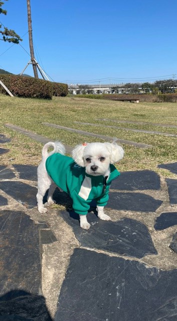 강산이의 추모 사진