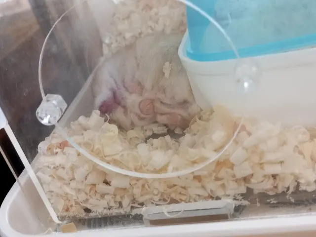 토리🐹의 추모 사진