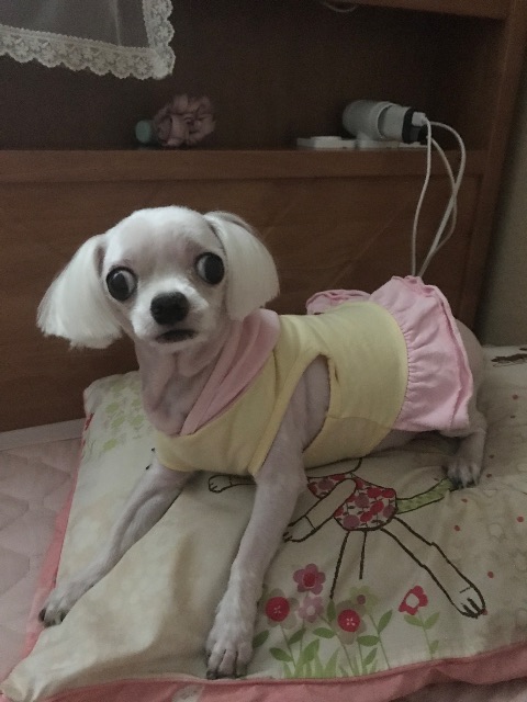 뽀미의 추모 사진