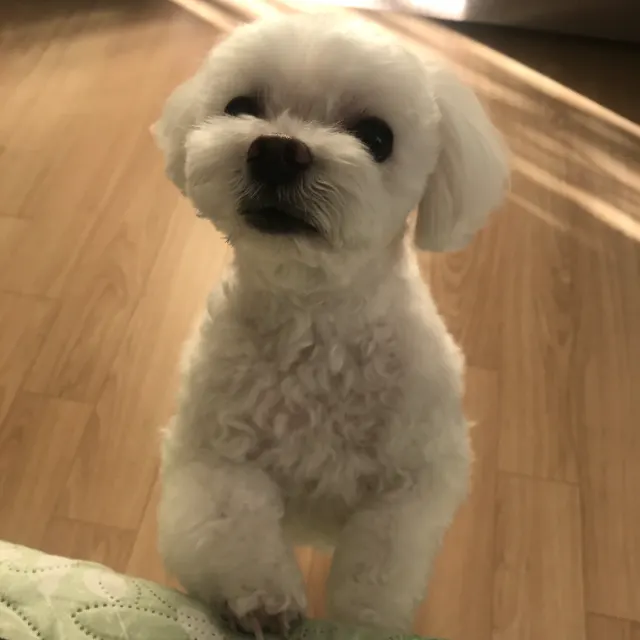 막내의 추모 사진