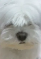 쫑이의 추모 사진