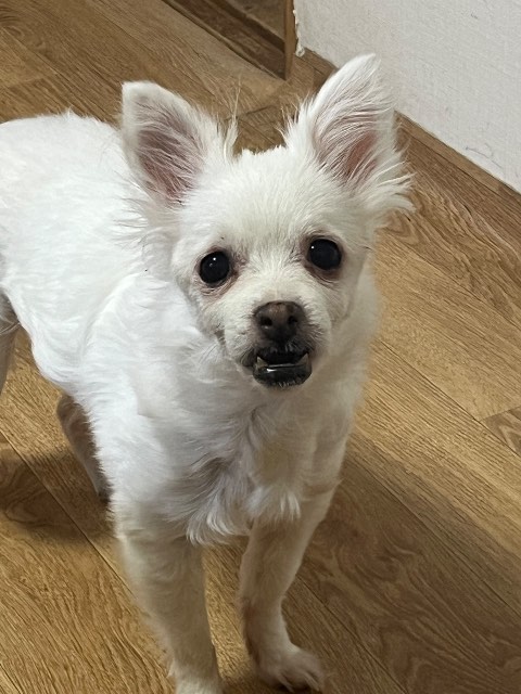뭉뭉이의 추모 사진