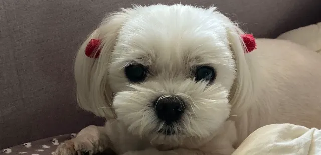 해리의 추모 사진
