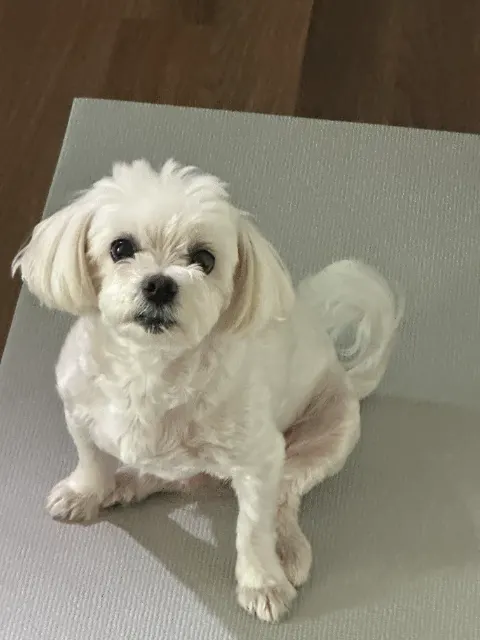 꿍의 추모 사진