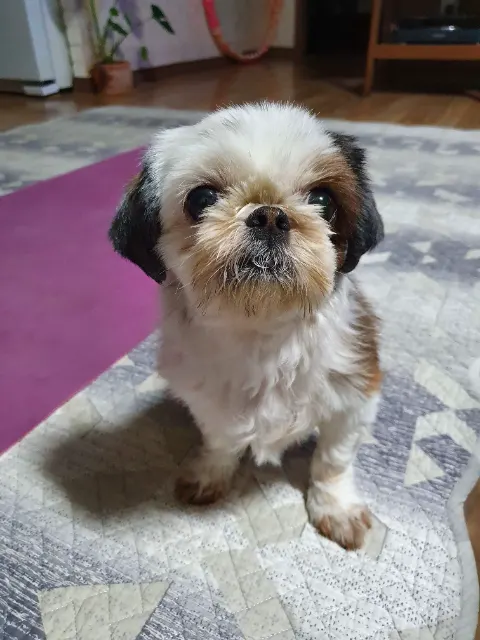 하루의 추모 사진