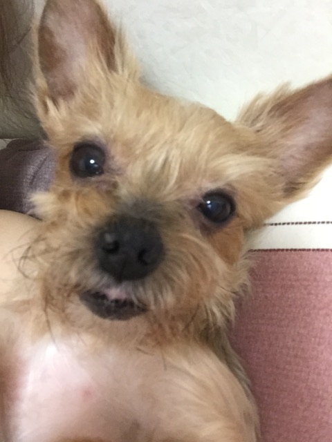 간장이의 추모 사진