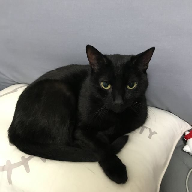 🤍춘봉🐈‍⬛🤍의 추모 사진