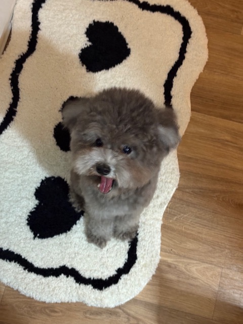 후추의 추모 사진