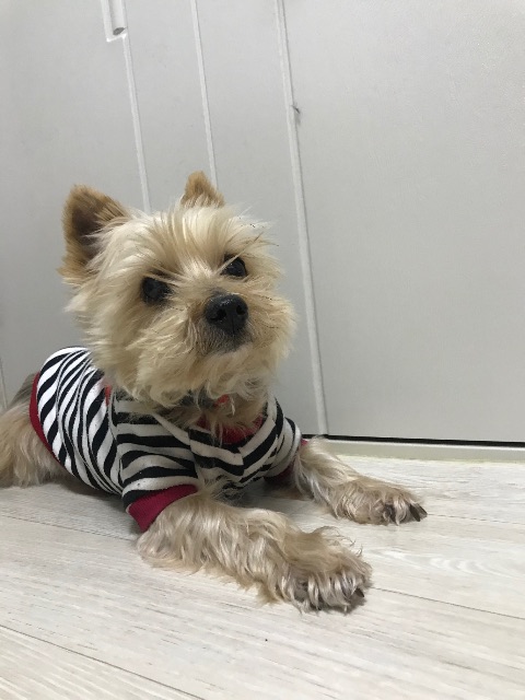 바닥이의 추모 사진