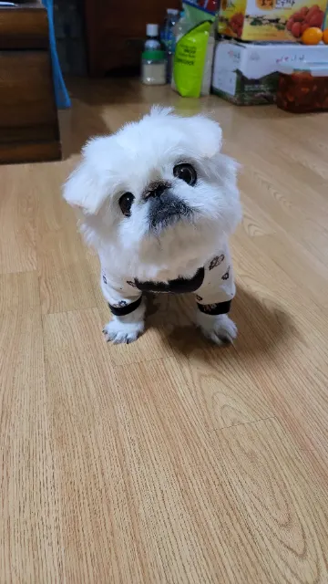 송마루의 추모 사진