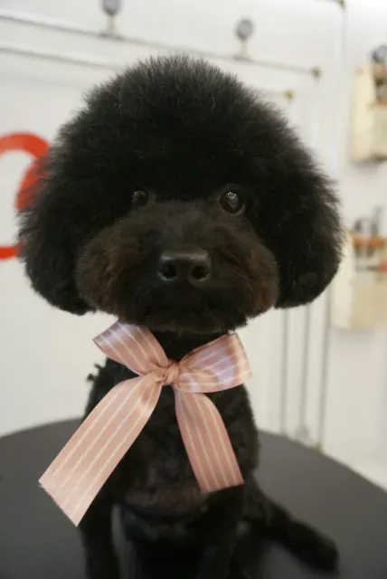 콜라의 추모 사진