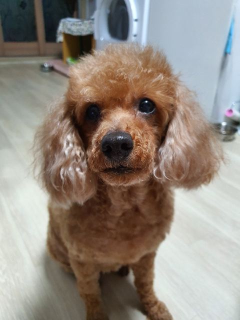 쎄미의 추모 사진