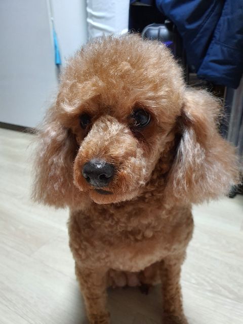 별이의 추모 사진