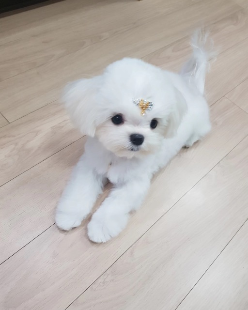 로얄의 추모 사진