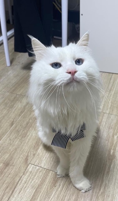 케이의 추모 사진