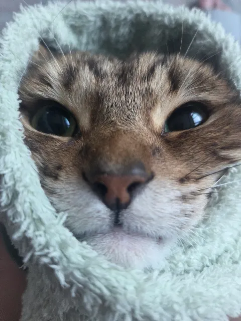 뽀야의 추모 사진