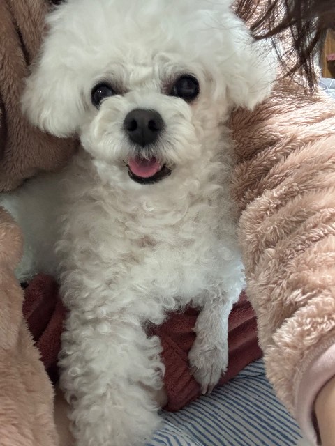 설이의 추모 사진