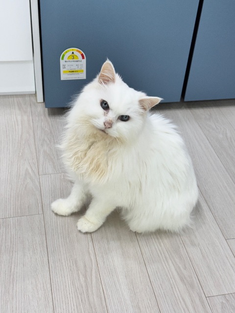 신이의 추모 사진