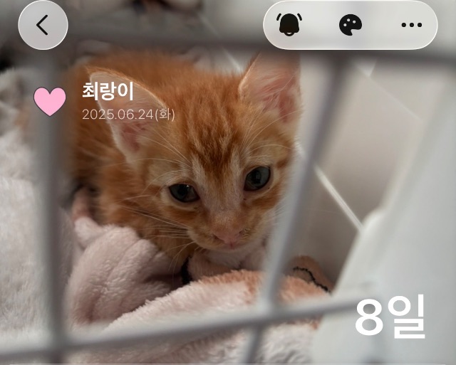 랑이의 추모 사진