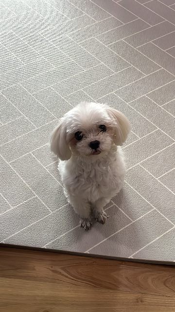 다정이의 추모 사진