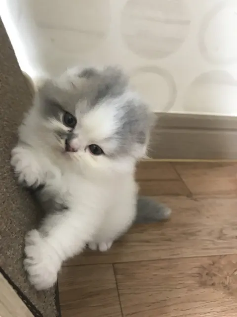 몽이의 추모 사진