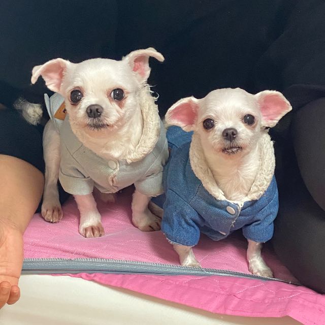 복실이의 추모 사진