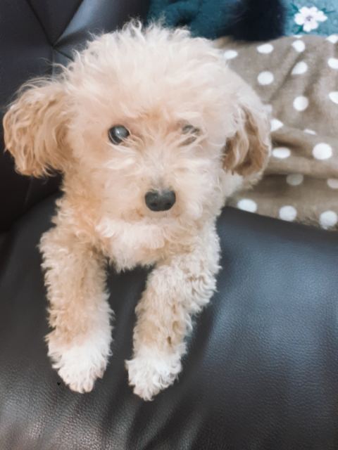 장봉순의 추모 사진
