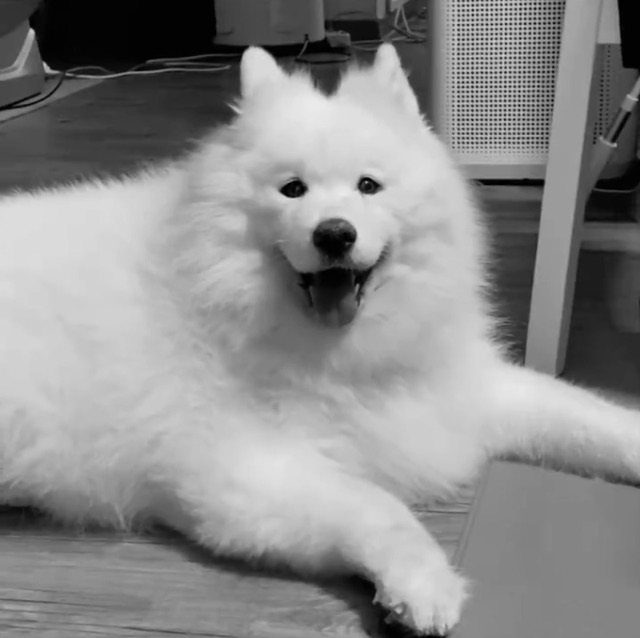 모모의 추모 사진