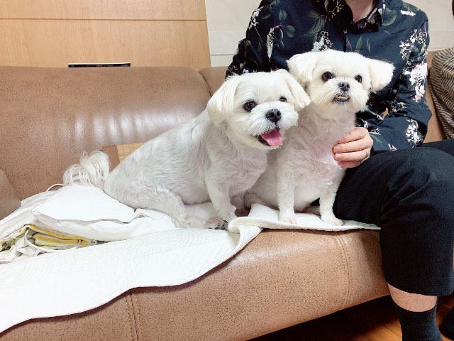 딸기&누리의 추모 사진