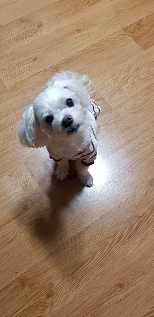 와리💙의 추모 사진