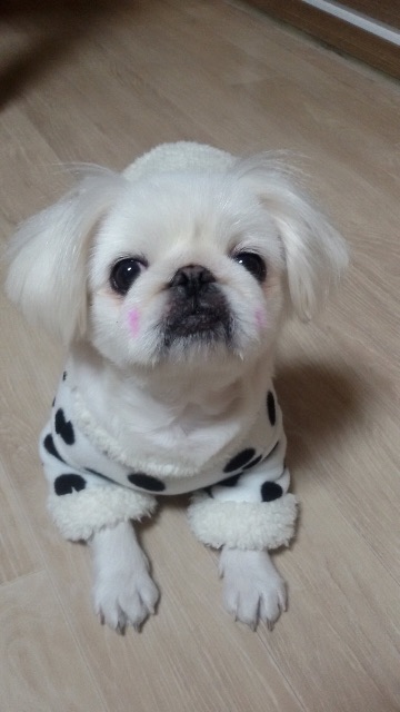 단비의 추모 사진