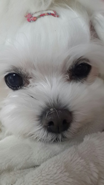 미미의 추모 사진