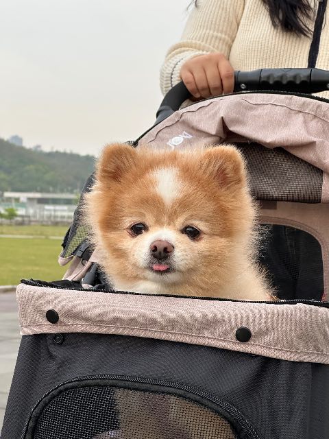 치치의 추모 사진