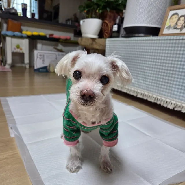 마음이의 추모 사진