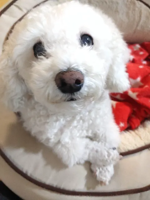 흰둥이의 추모 사진