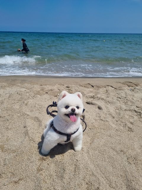 로이의 추모 사진