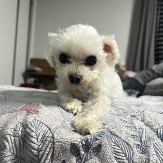 박흰둥의 추모 사진