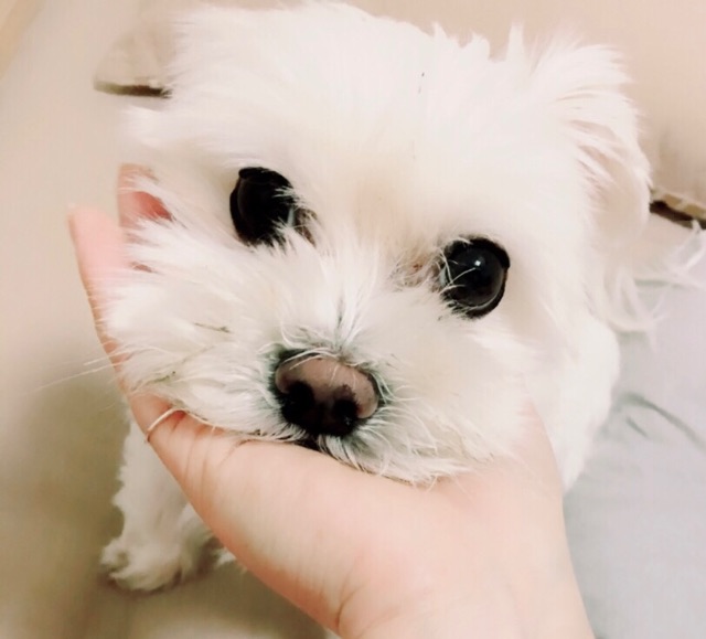 초코의 추모 사진