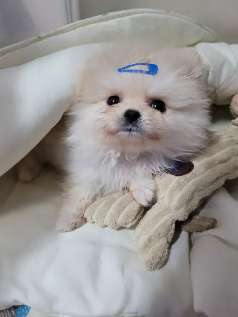 슈의 추모 사진