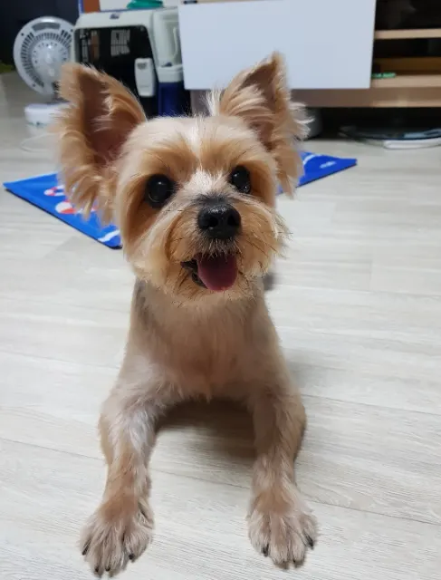 희망이의 추모 사진